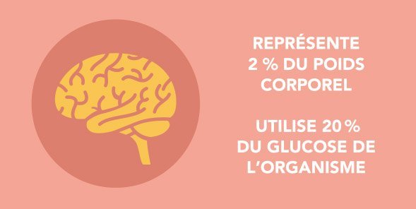 Le cerveau utilise 20 % du glucose